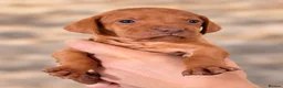 Hungarian Vizsla dogs for sale: 🐾 Beautiful Hungarian Vizsla Puppies For Sale 🐾 - Advert 10