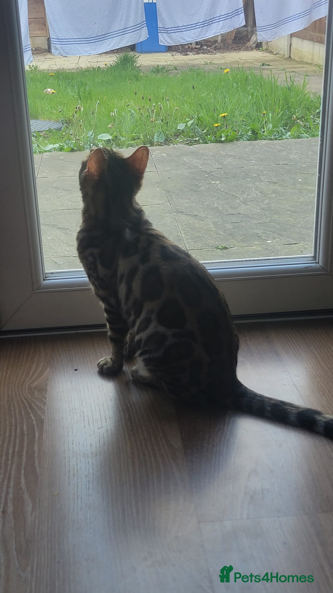 Bengal cats Stunning pedigree Bengal kitten  - Advert 19