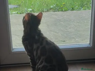 Bengal cats Stunning pedigree Bengal kitten - Advert 19