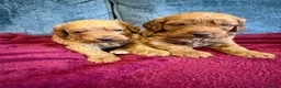 Cockapoo dogs for sale: Beautiful F1 cockapoo’s  in Brigg - Advert 5