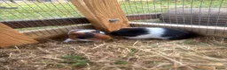Guinea Pig rodents for sale: 2 sows and 2 boars available  - Advert 7