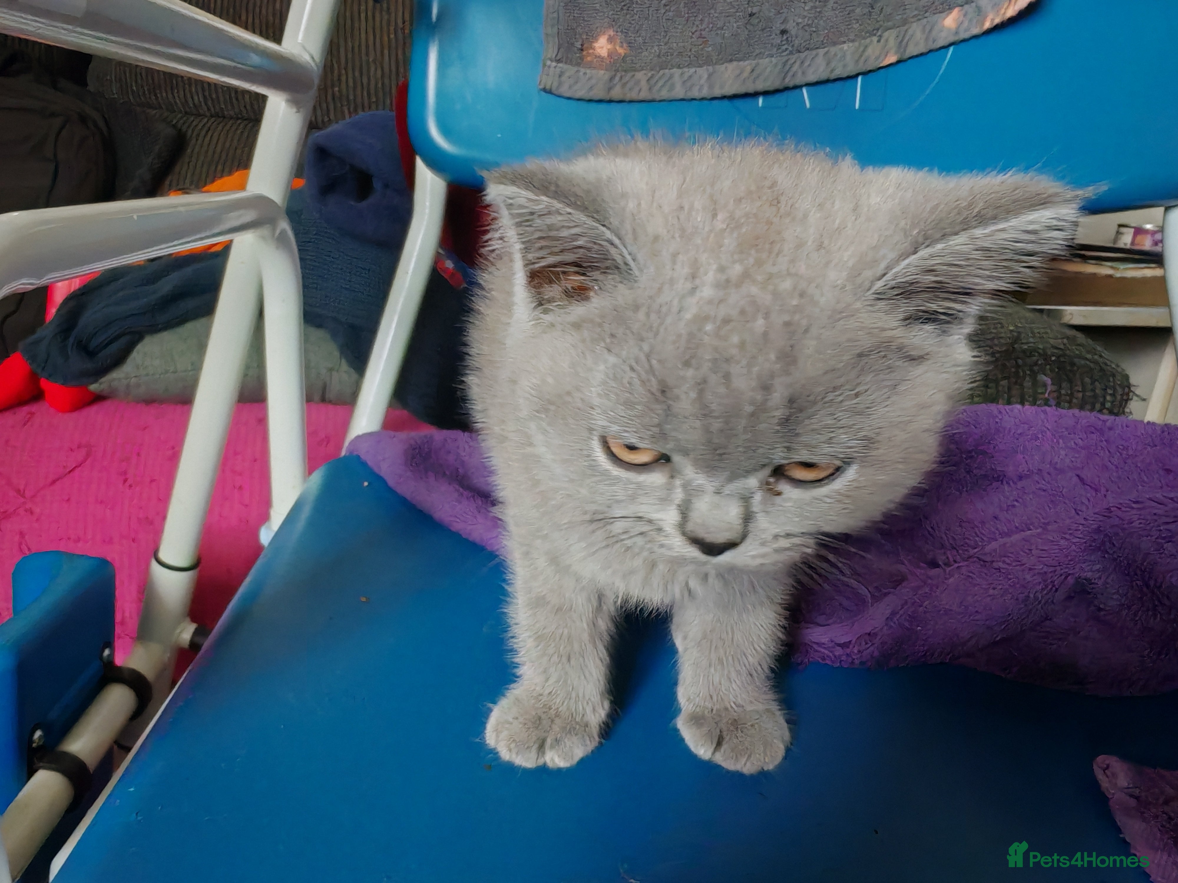 British Shorthair cats for sale: For sale Kittens ready  in Wakefield - Advert 2