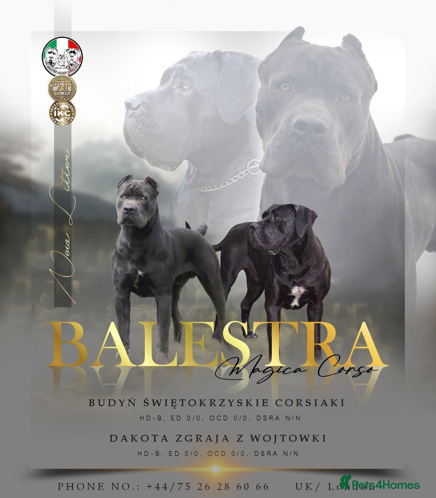 Cane Corso dogs Purebred Cane Corso  - Advert 6