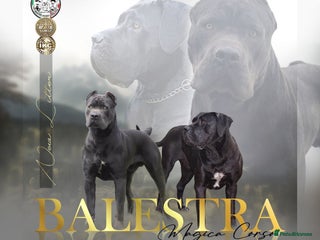 Cane Corso dogs Purebred Cane Corso - Advert 6