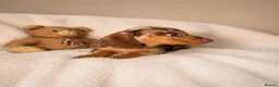 Miniature Dachshund dogs for sale: Miniature dachshund  - Advert 4