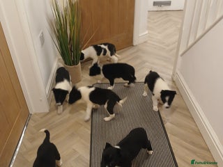 Border Collie dogs Border collie poppies - Advert 1