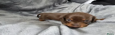 Miniature Dachshund Puppy 2
