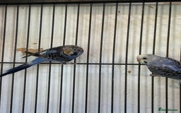 Budgerigars birds for sale: Adult budgies in Whitstable - Image 1