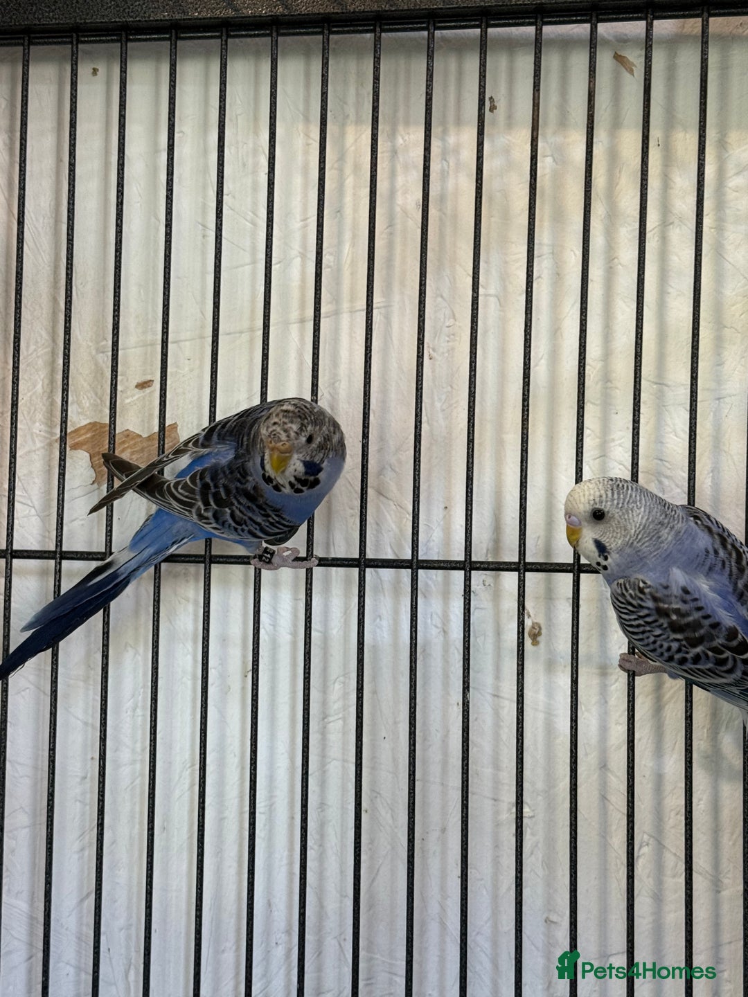 Budgerigars birds for sale: Adult budgies in Whitstable - Image 1