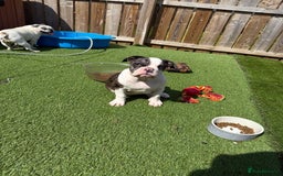 Old Tyme Bulldog dogs for sale: Merl old Tyme bulldog  - Image 3