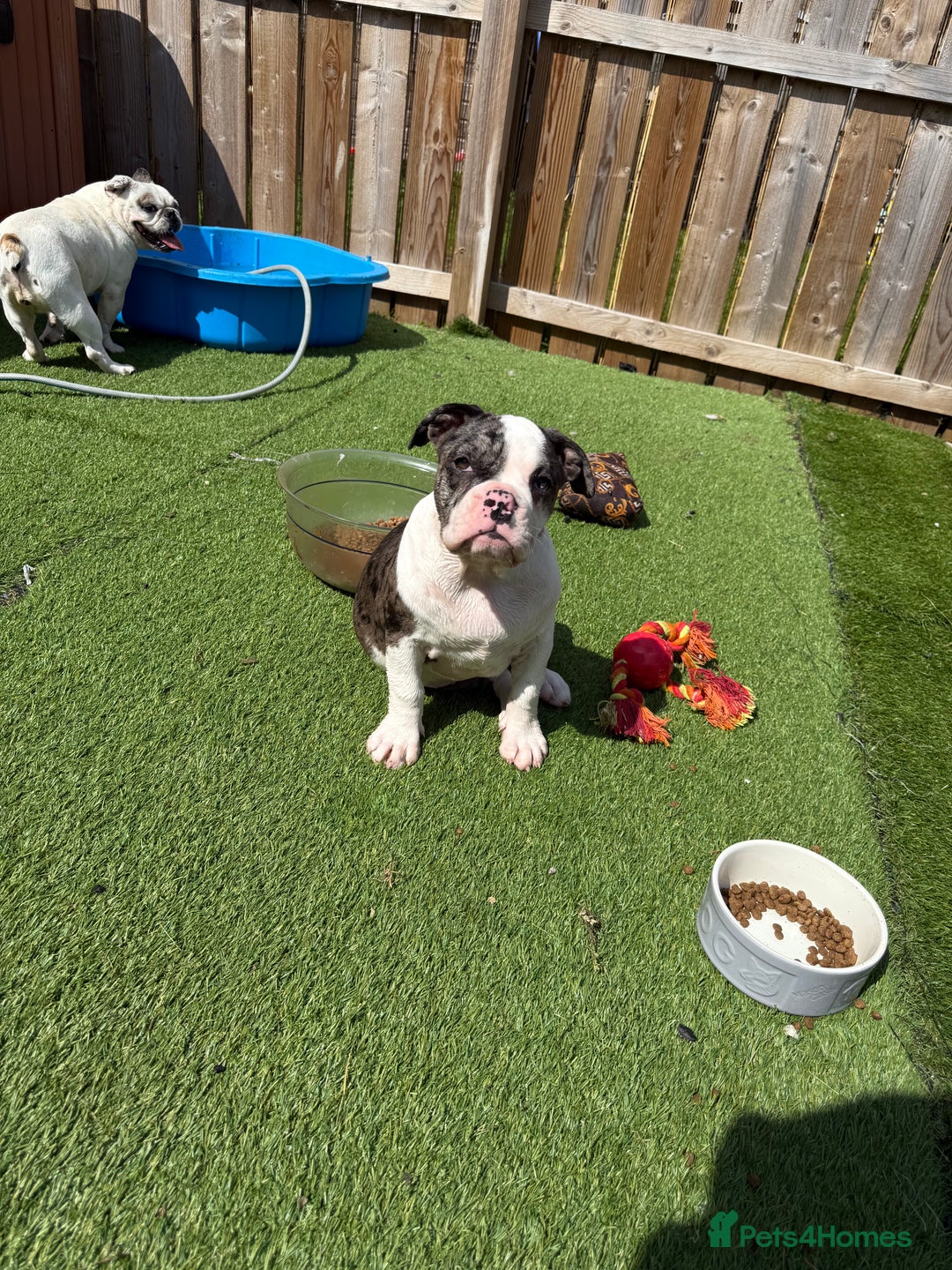 Old Tyme Bulldog dogs for sale: Merl old Tyme bulldog  - Image 3
