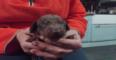 Miniature Dachshund dogs - Advert 2