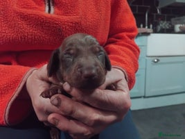 Miniature Dachshund dogs - Advert 2