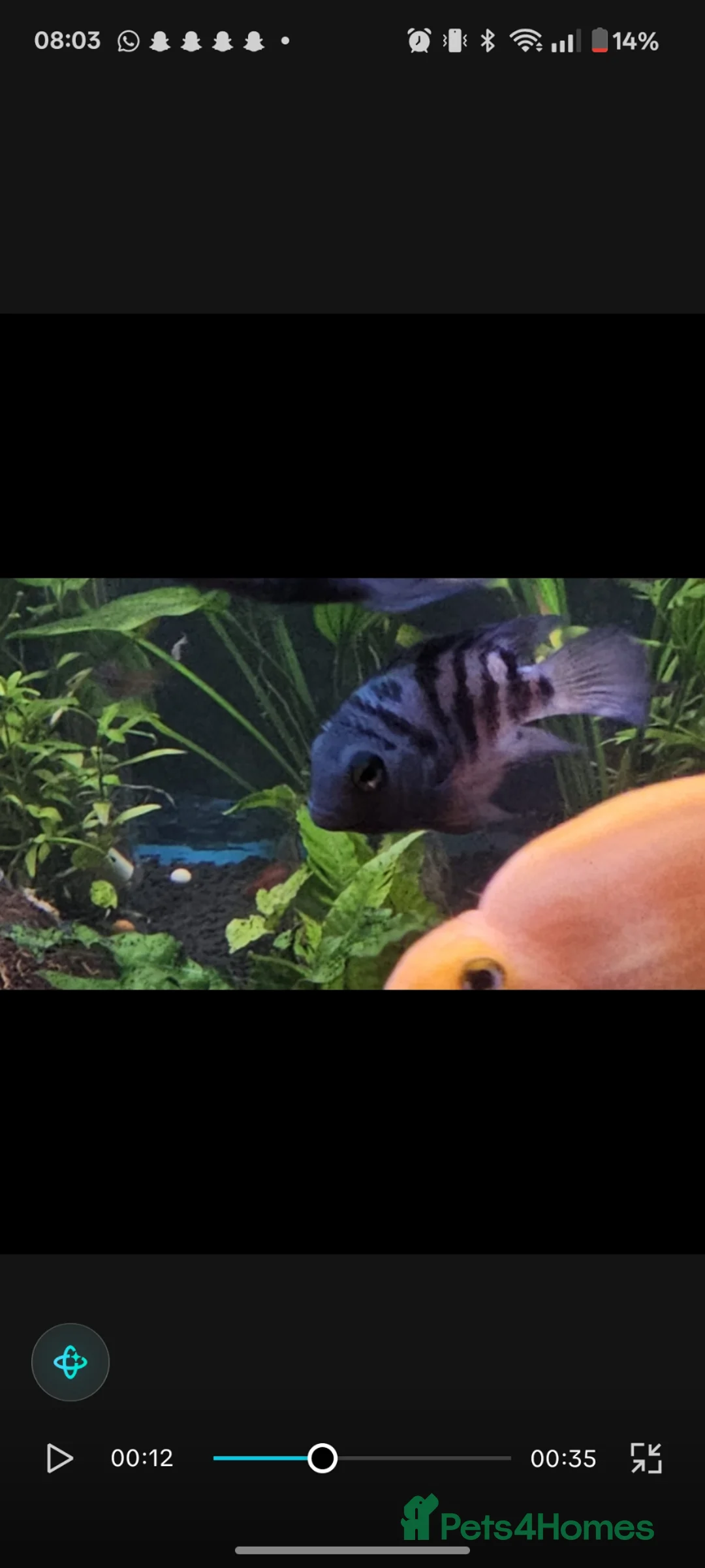 Cichlids fish for sale: 2 polar blue cichlids  - Advert 9