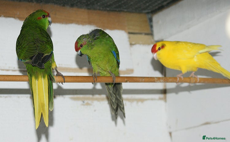 Parakeets birds - Advert 8