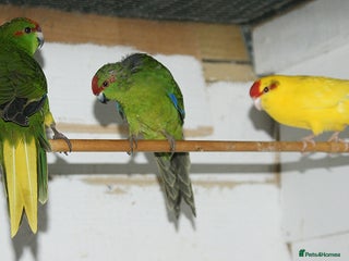 Parakeets birds - Advert 15