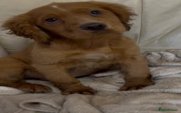 Cocker Spaniel dogs for sale: Beautiful Cocker Spaniel  - Advert 2