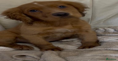 Cocker Spaniel dogs Beautiful Cocker Spaniel  - Advert 4