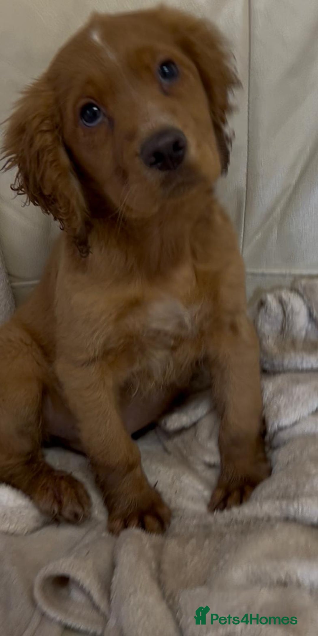 Cocker Spaniel dogs for sale: Beautiful Cocker Spaniel  - Advert 2