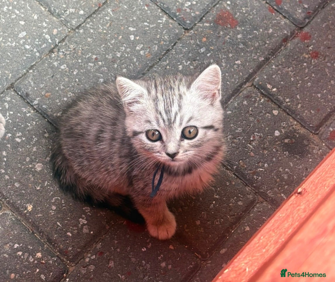 British Shorthair cats British shorthair silver spotted 1 remaining  - Advert 1