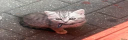 British Shorthair cats for sale: British shorthair silver spotted  - Advert 7