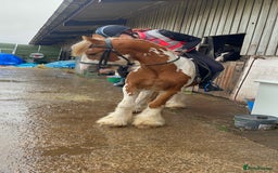 Irish Cob horses for sale: Copper 13.1/2 Gypsy Cob  - Image 5