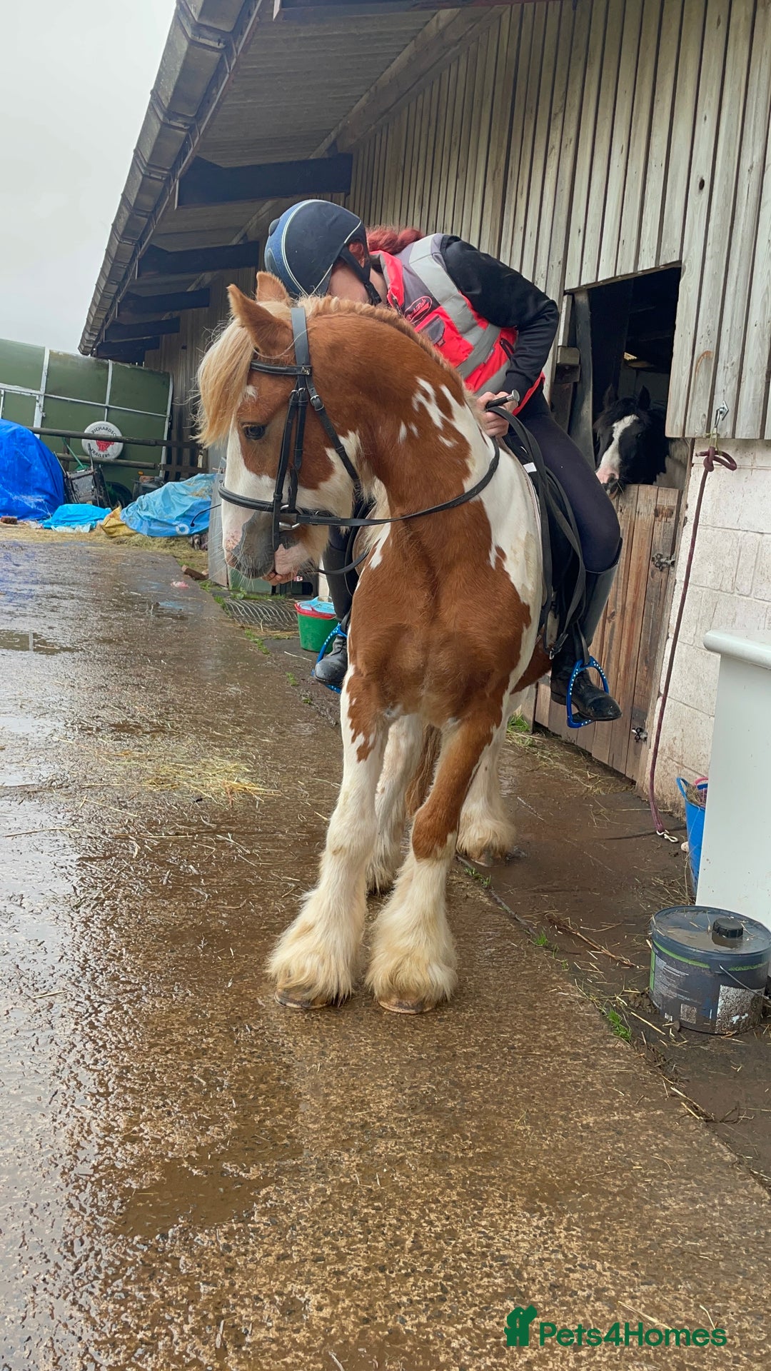 Irish Cob horses for sale: Copper 13.1/2 Gypsy Cob  - Image 5