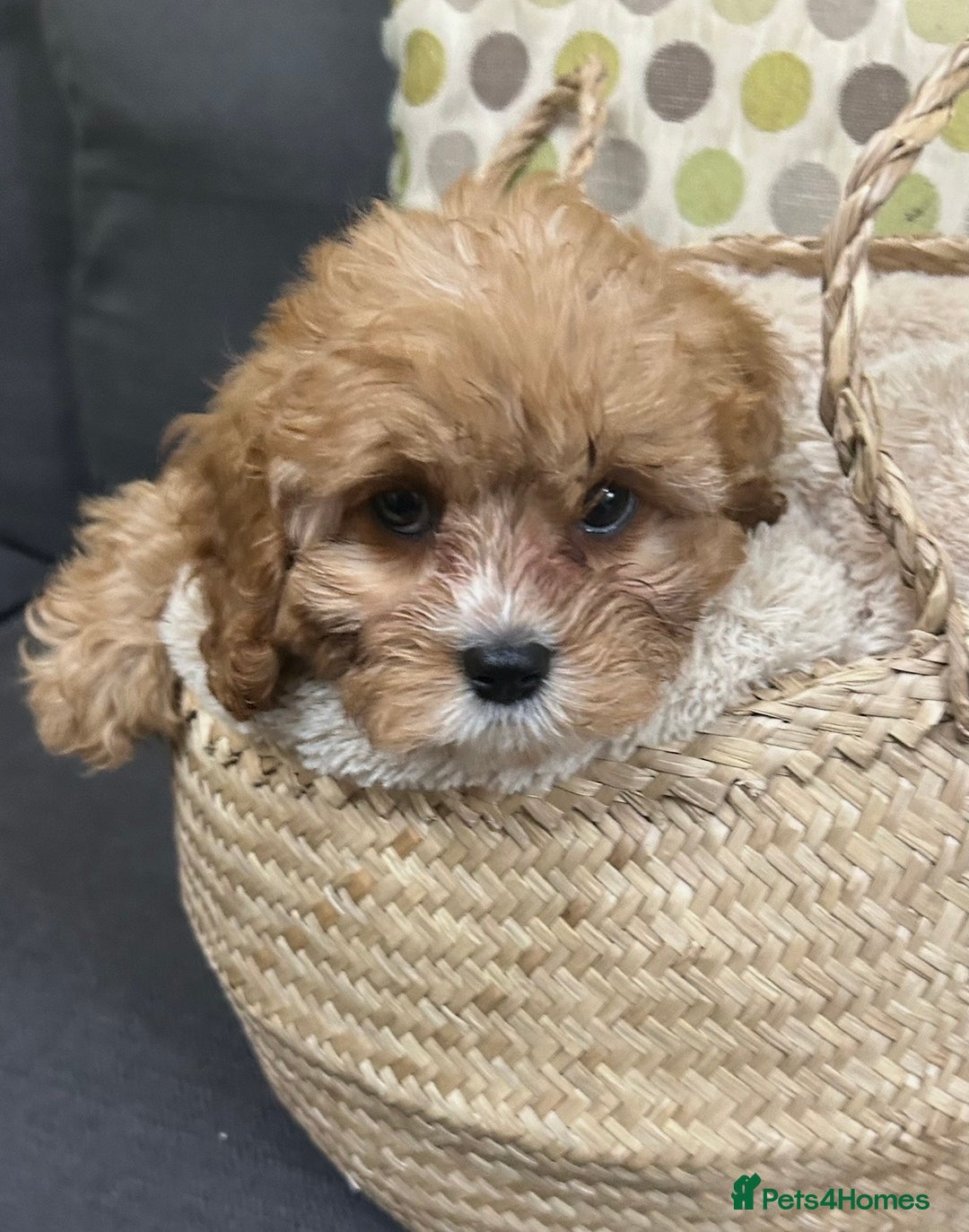 Cavapoo dogs for sale:  282 HEALTH TESTS ALL CLEAR WITH CERTIFICATES  - Advert 3