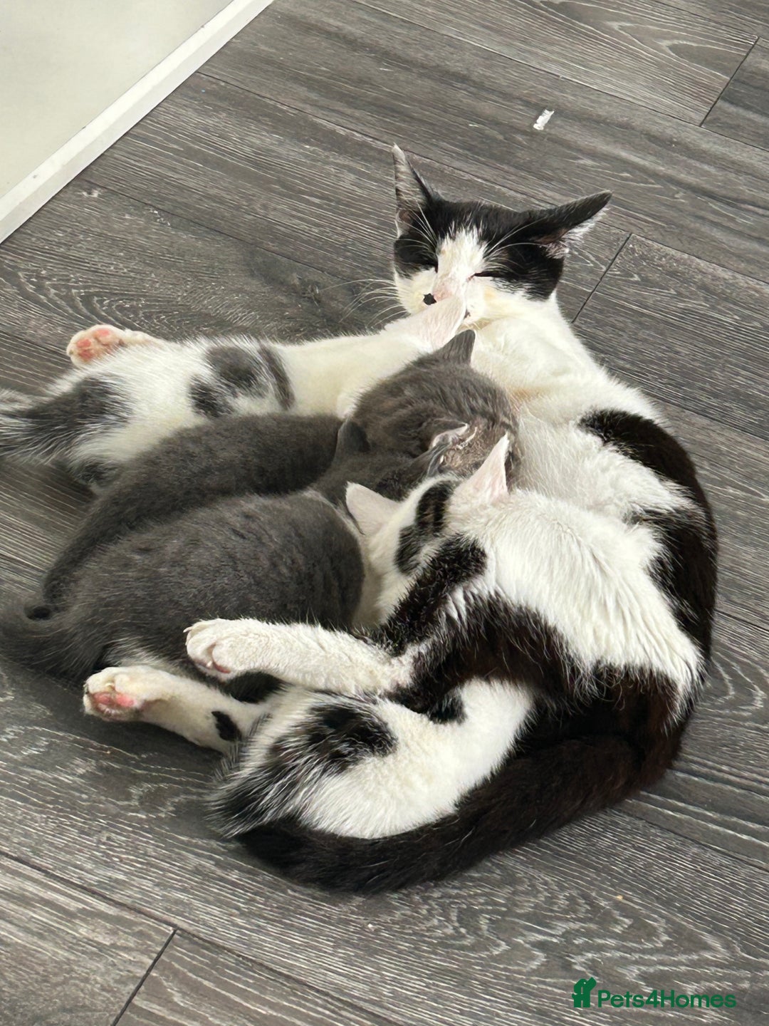 Mixed Breed cats for sale: Blue cross bengal  - Image 4