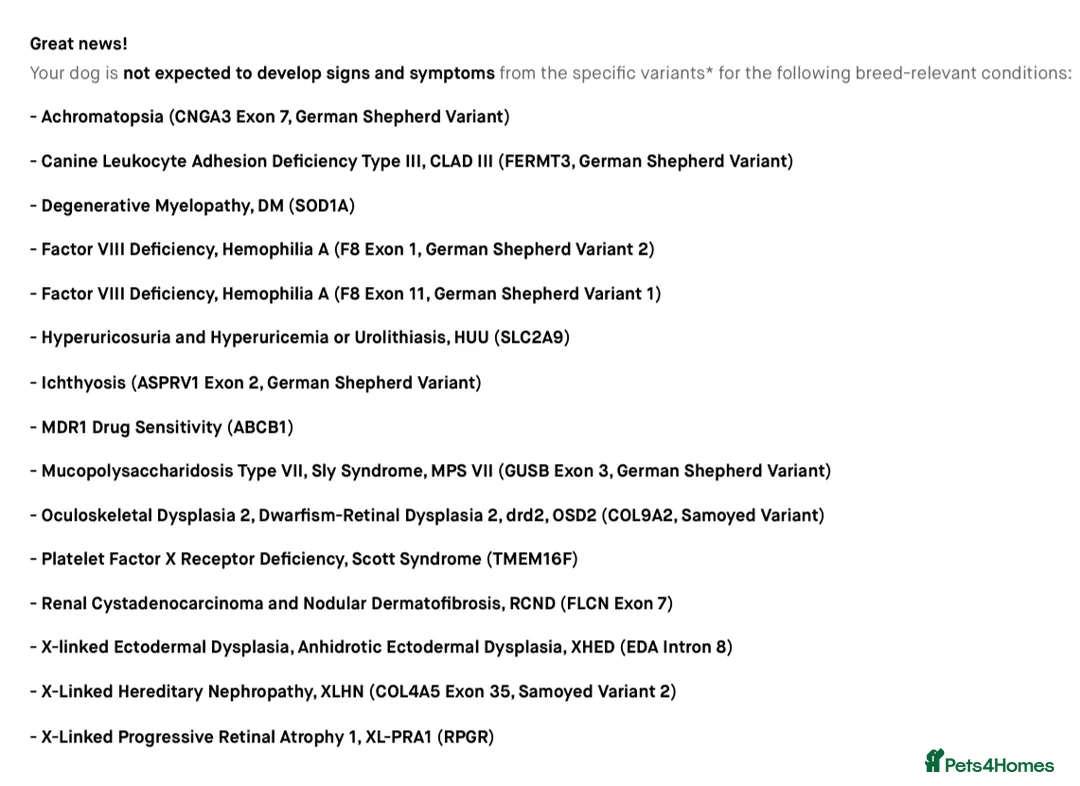 Samoyed dogs for stud: Samoyed x Available at Stud  - Advert 5