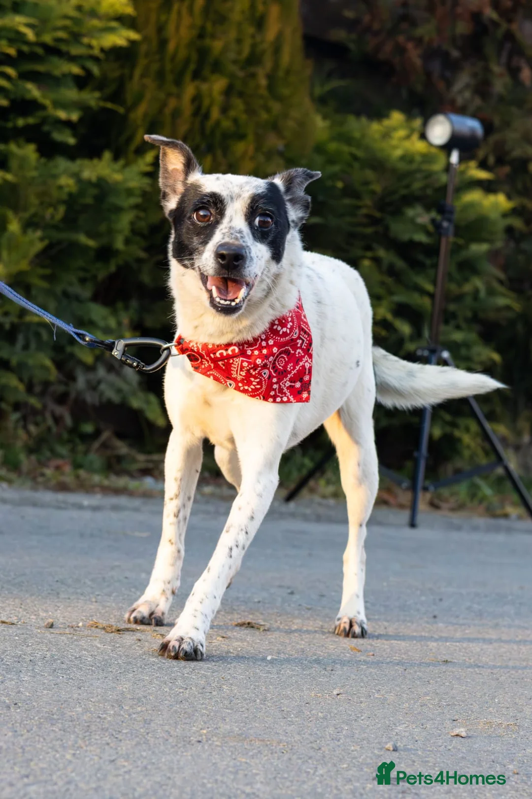 Mixed Breed dogs for adoption: ❤️Lottie 4 yo low medium girl with perfect manners - Advert 3