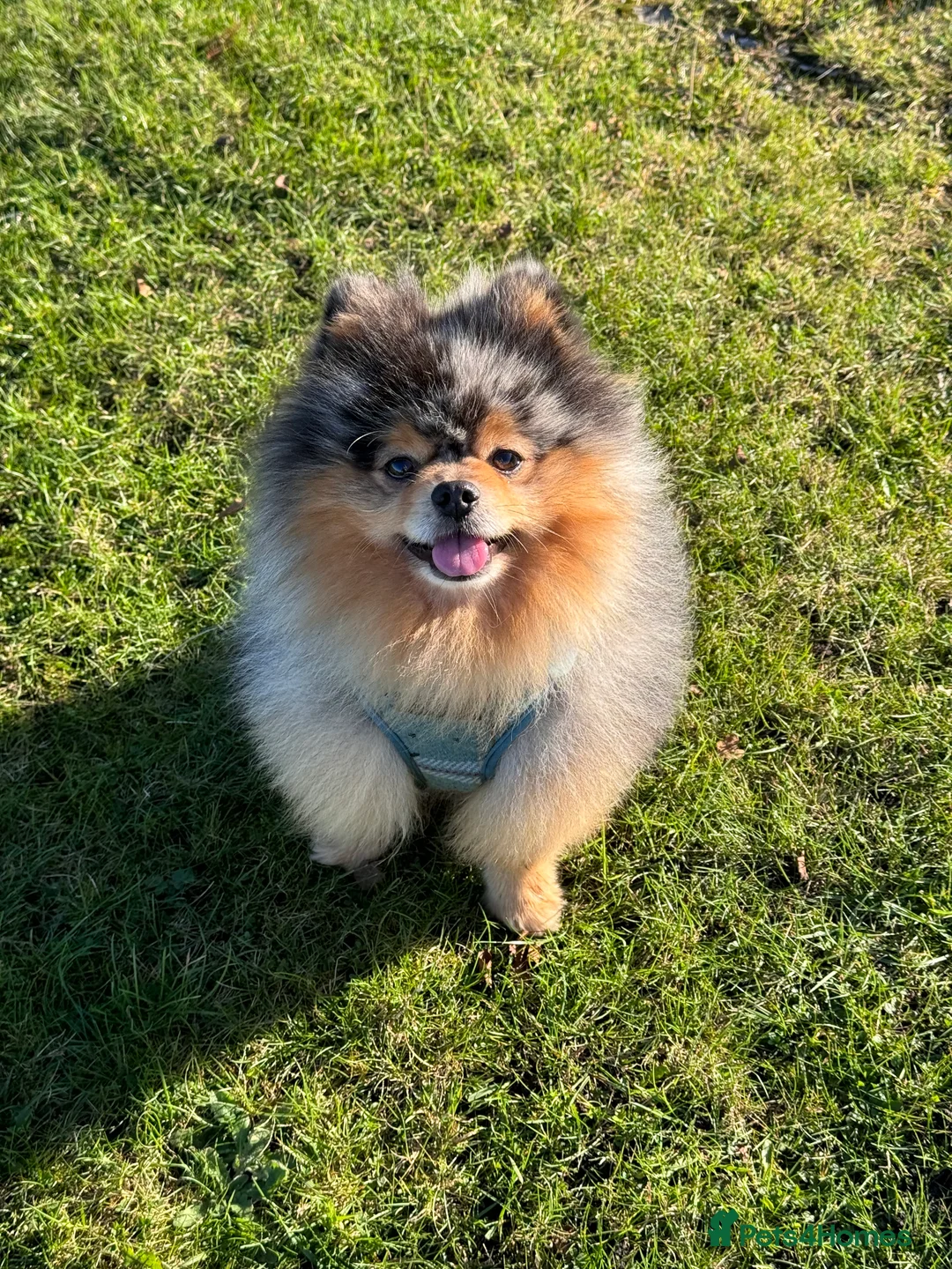 Pomeranian dogs for stud: Pomeranian for stud  in Nottingham - Advert 3