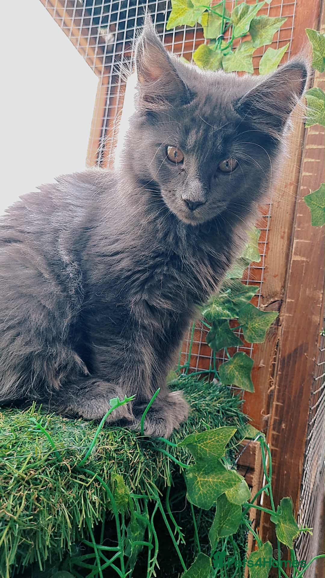 Maine Coon cats for sale: Kittens x 3 Female maine coon stunning girlies - Image 1