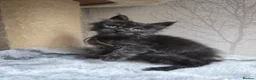 Maine Coon cats for sale: READY NOW Black Smoke Maine Coon Kitten - Advert 24