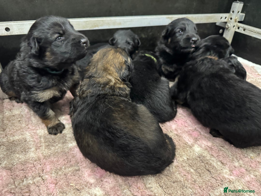 German Shepherd dogs for sale: GERMAN SHEPHERD LONG COATED PUPPIES - Image 21