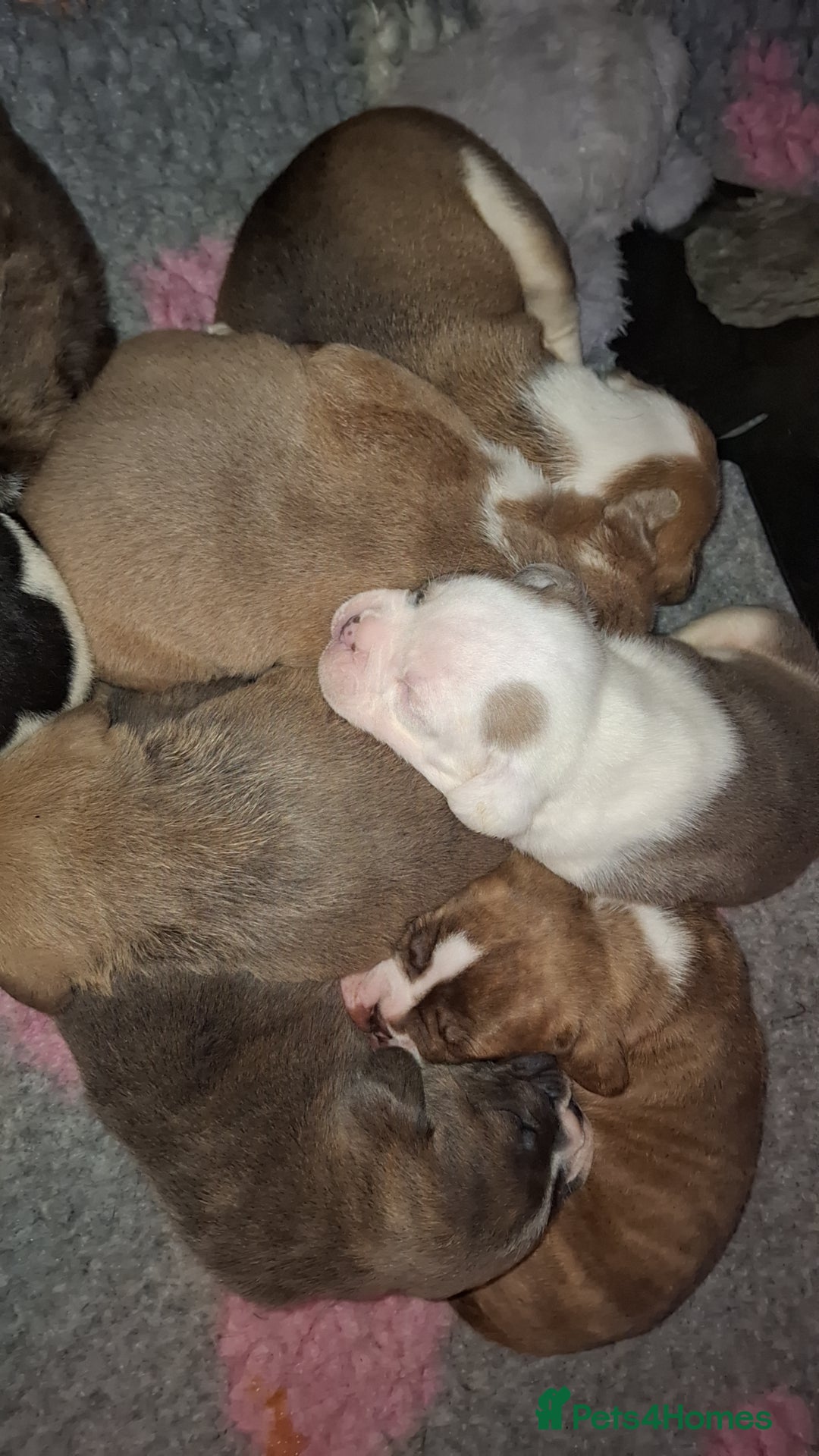 Mixed Breed dogs Old tyme x puppys  - Advert 3
