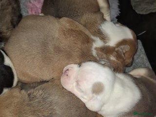 Mixed Breed dogs Old tyme x puppys - Advert 3