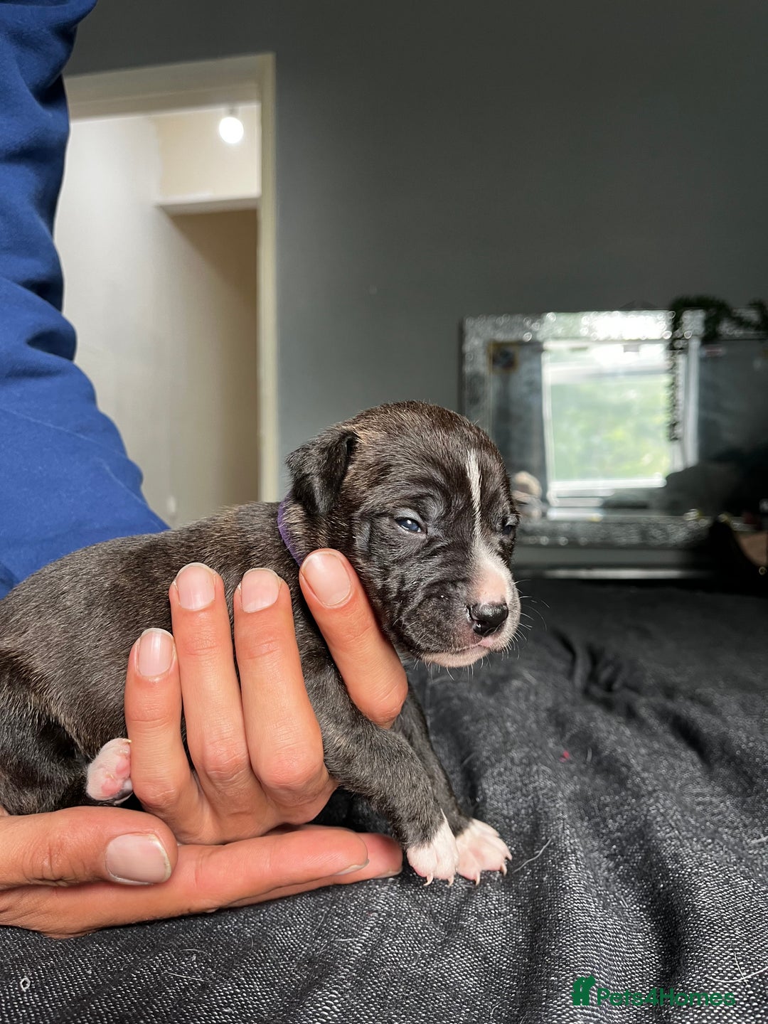 Mixed Breed dogs for sale: American bulldog staffy 🏡 - Image 17