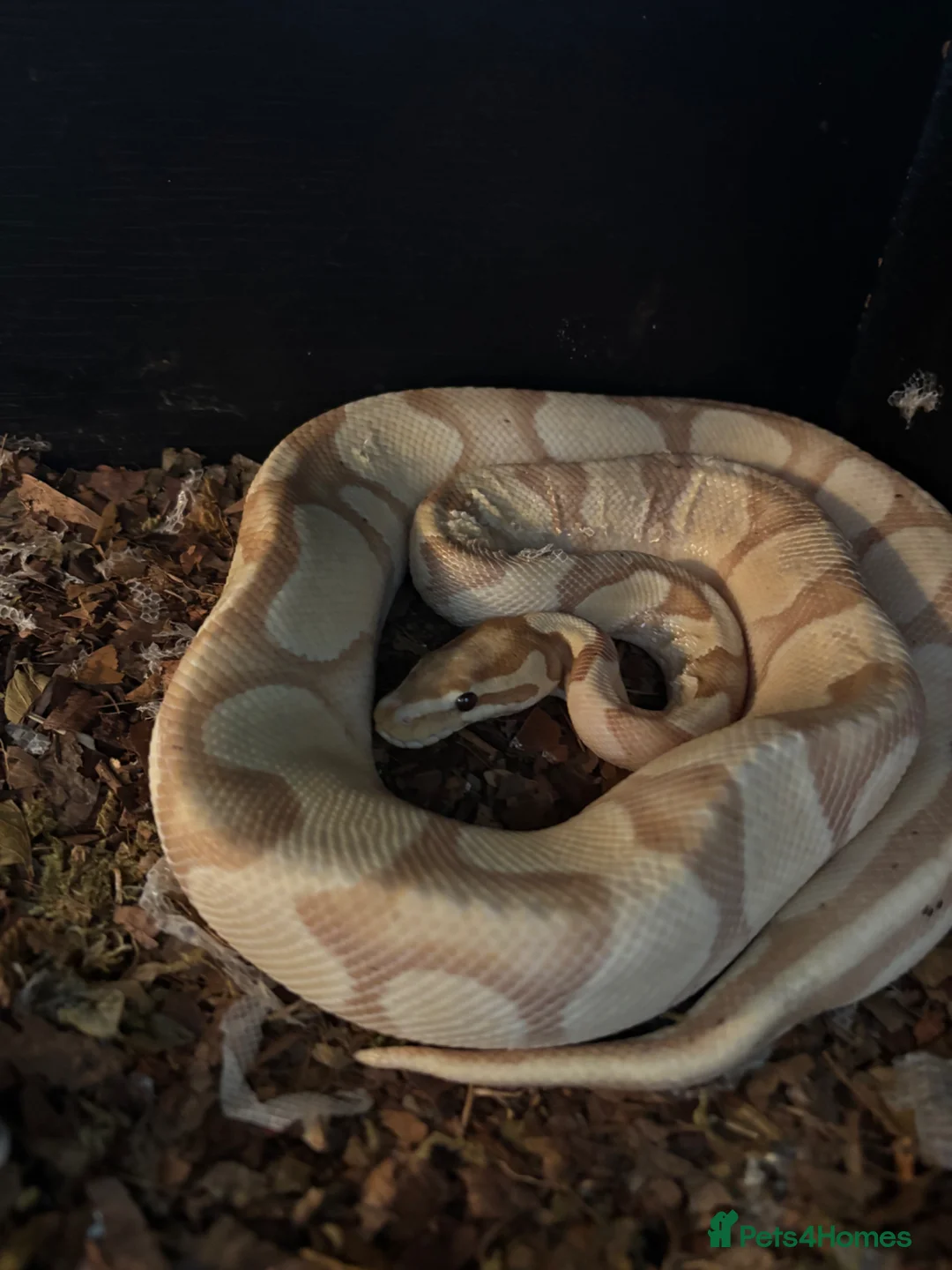 Python Snake reptiles for sale: BALL PYTHON BANANA  - Advert 2