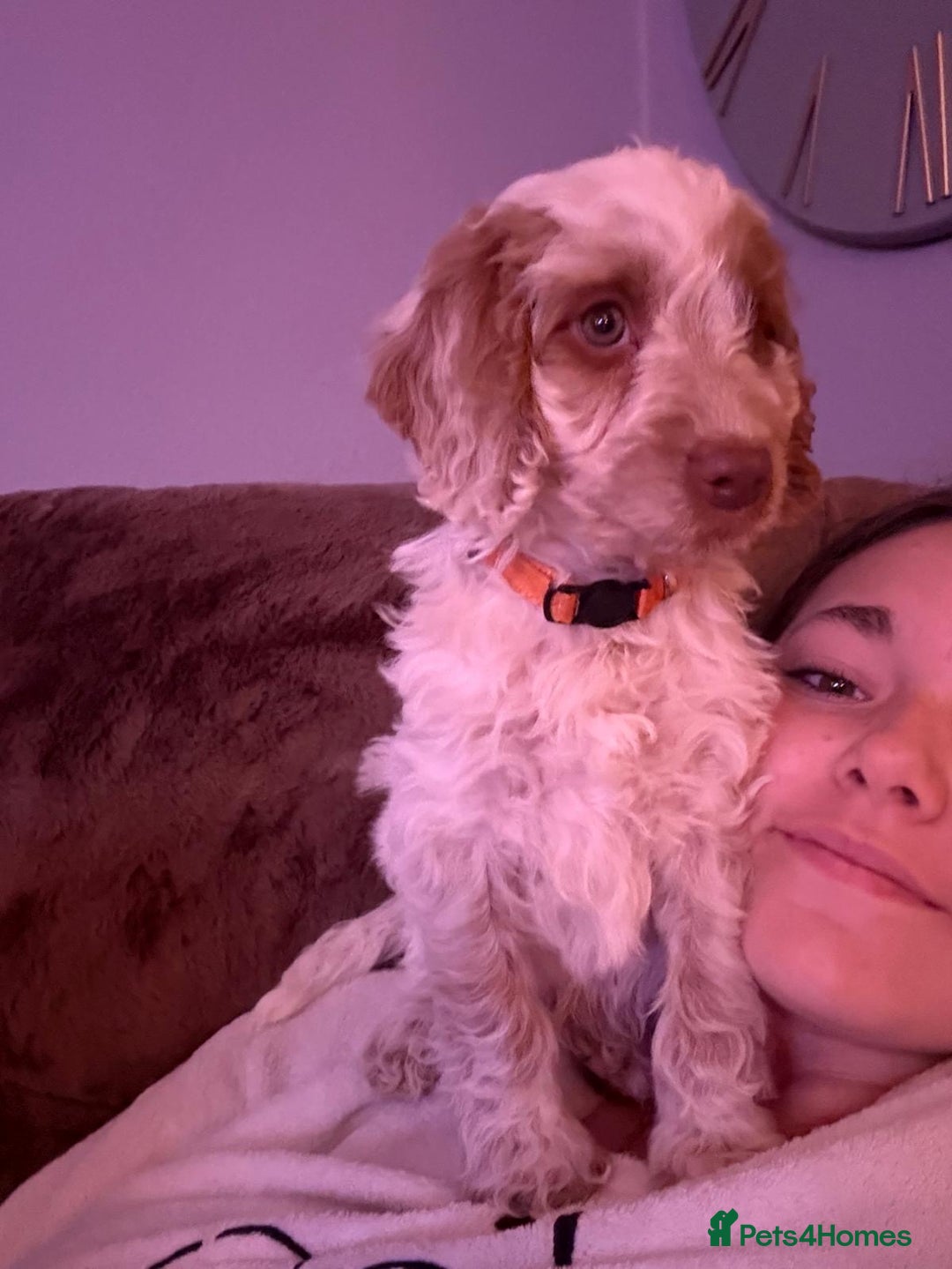 Cockapoo dogs for sale: Beautiful F1 Cockapoos - Advert 1