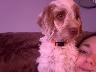 Cockapoo dogs Beautiful F1 Cockapoos ready now - Advert 6