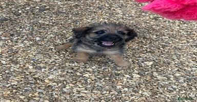 Mixed Breed dogs - Advert 5