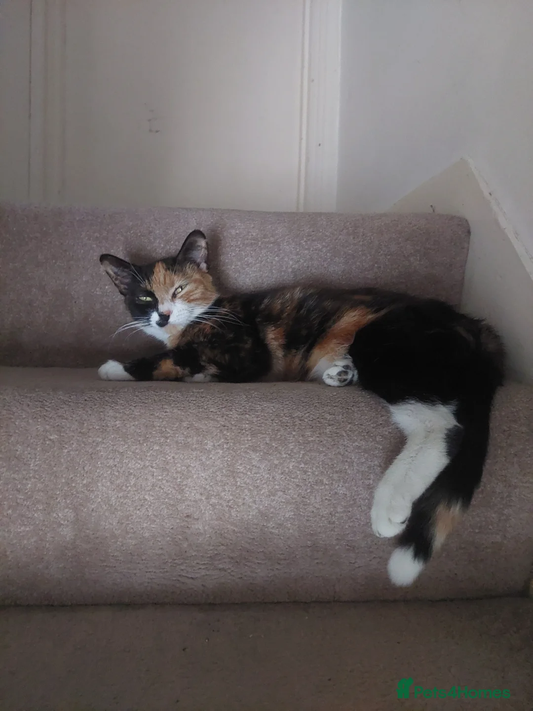 Mixed Breed cats for sale: Ginger female & Black and white male kittens - Advert 2