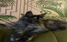 Maine Coon cats for sale: 🔥 TICA Maine coon kittens 🔥  READY NOW 💕💕 - Image 30