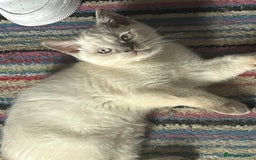 British Shorthair cats for sale: British Shorthair Colour Points   - Image 6