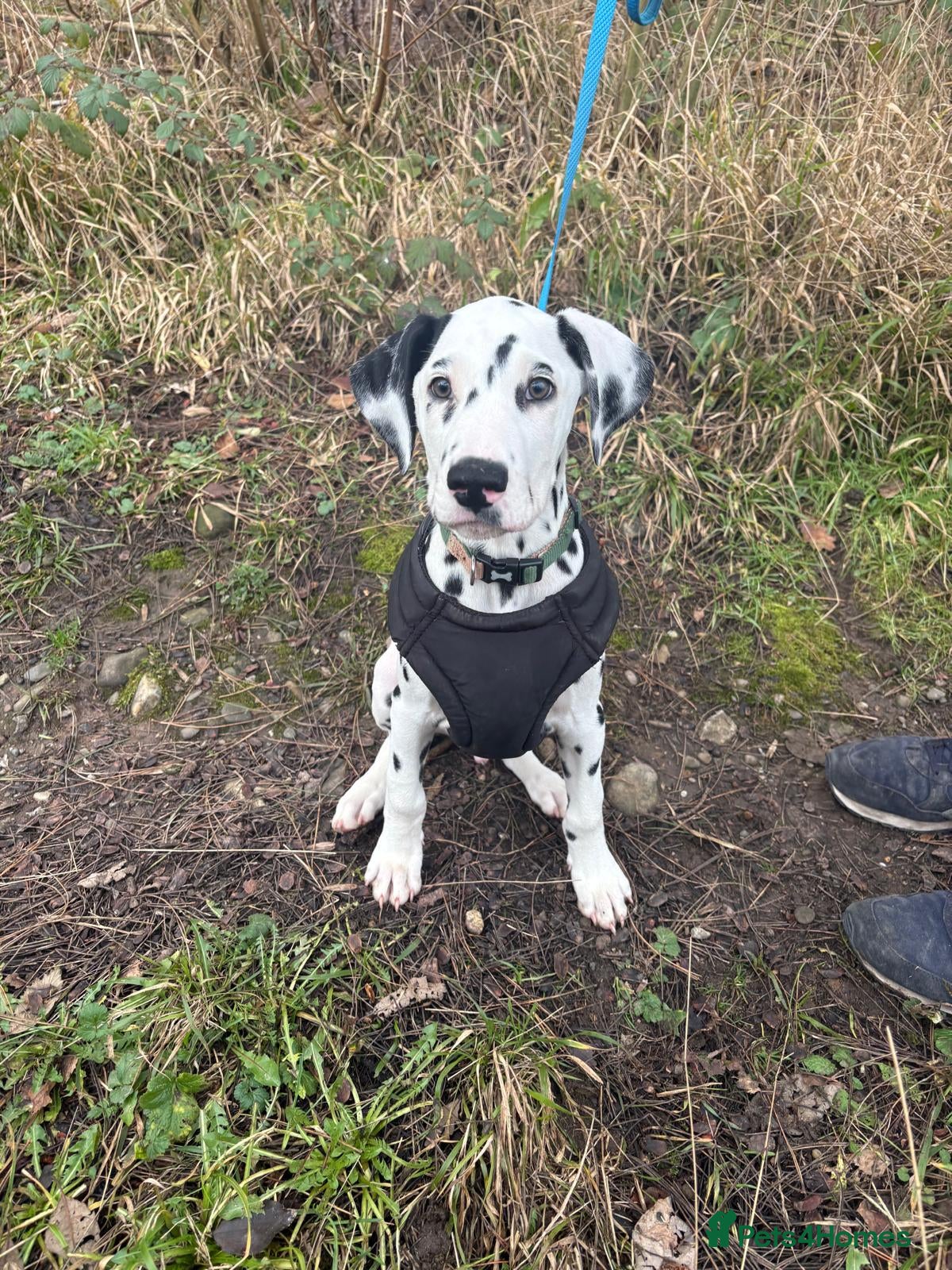 Dalmatian dogs Dalmatian puppy *Last Boy* read advert fully!  - Advert 4