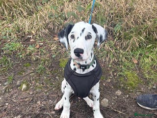 Dalmatian dogs Dalmatian puppy *Last Boy* read advert fully! - Advert 4