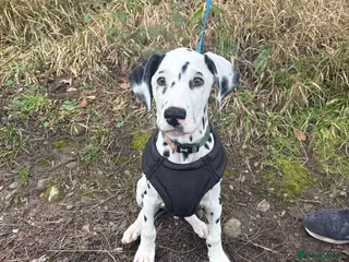 Dalmatian dogs Dalmatian puppy *Last Boy* read advert fully! - Advert 2