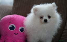Pomeranian dogs for sale: Baby white Poms  - Image 8