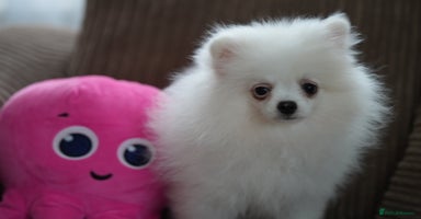 Pomeranian dogs - Advert 14